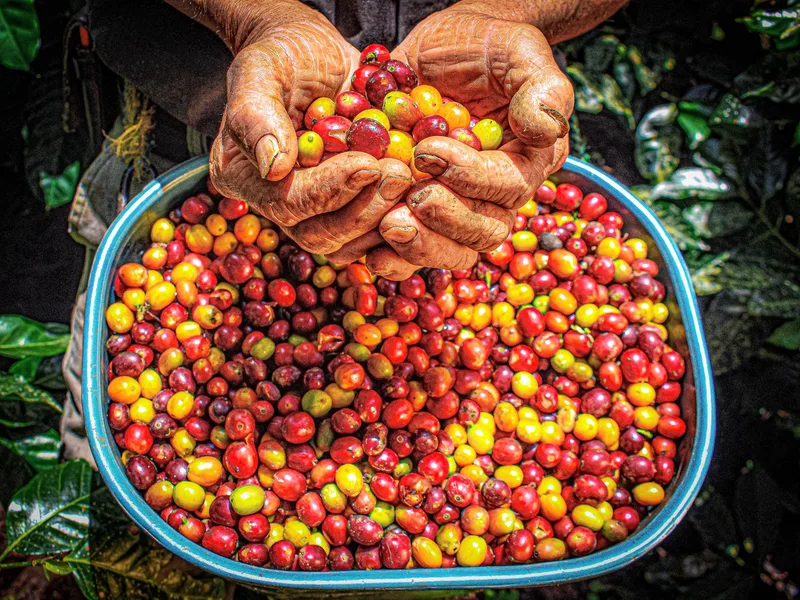 Weathered hands hold ripe red, orange and yellow coffee cherries above a basin of picked cherries