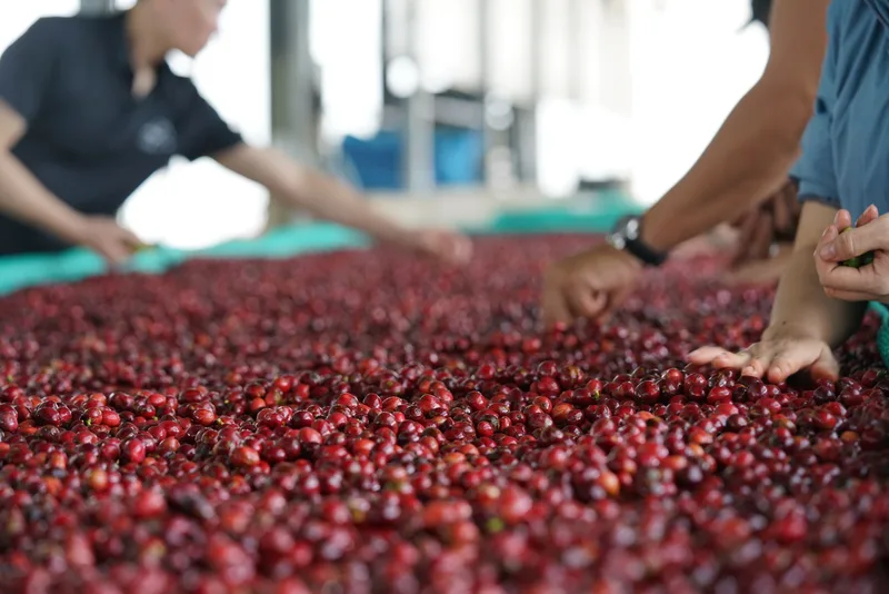 Workers sort a large pile of ripe red coffee cherries by hand at a processing station